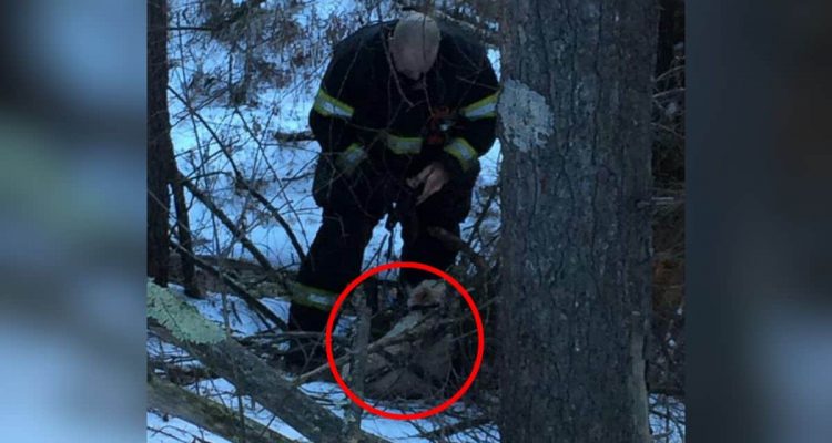 Hund bittet Polizisten ihm zu folgen- Was der Beamte dann in einem Graben sieht, bricht ihm das Herz