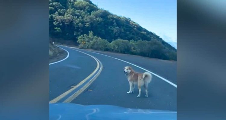 Hund eiskalt von Besitzer auf Berggipfel ausgesetzt – doch sein Leben findet eine glückliche Wendung