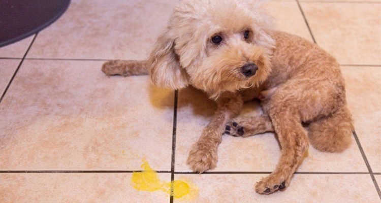hund erbricht gelben schleim und frisst nicht