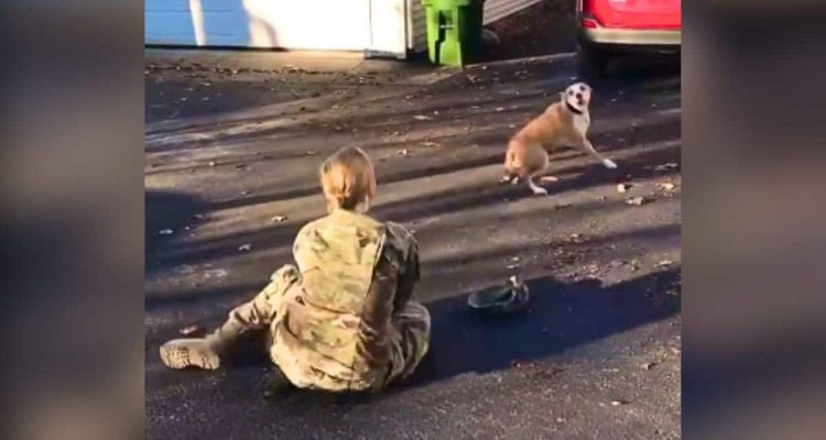 Hund erkennt Soldatin nach Einsatz nicht mehr- Der Moment, als er endlich begreift, rührt zu Tränen