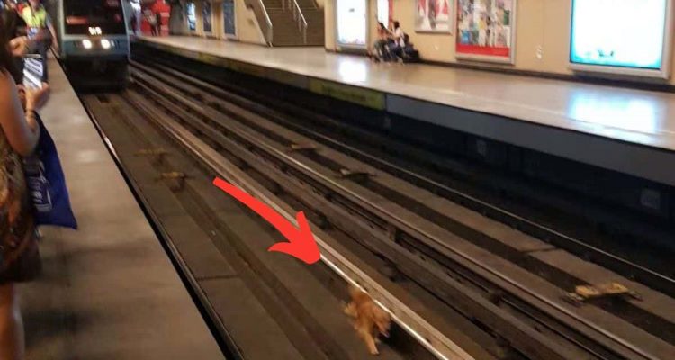 Hund fällt vor U-Bahn - wie die Leute auf dem Bahnsteig reagieren, ist herzergreifend