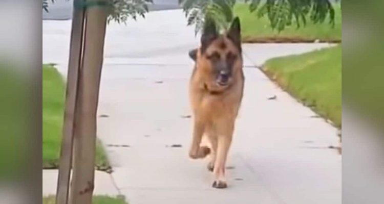 Hund findet Herrchen beim Spaziergang nicht wieder – seine Reaktion ist herzzerreißend-2
