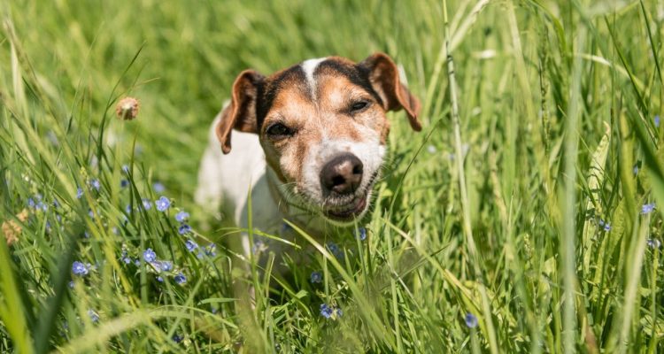hund frisst gras und leckt pfoten