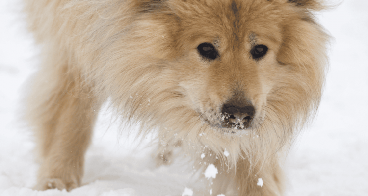 hund frisst schnee