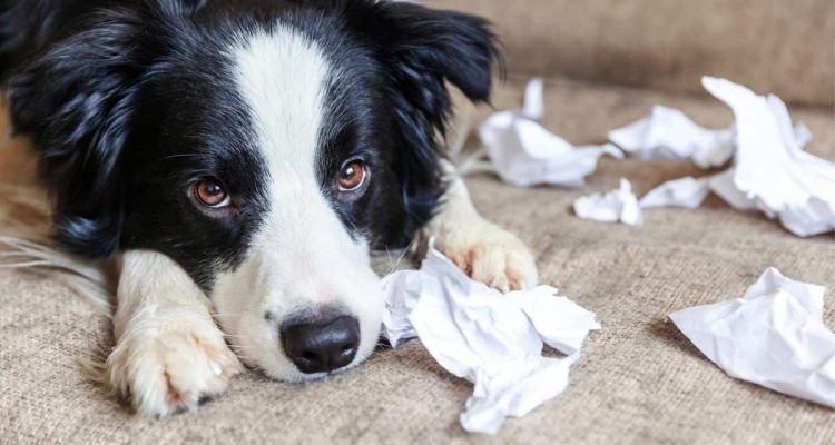 hund hat papier gefressen