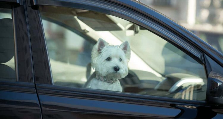Wie lange Hund im Auto lassen? Folgen & Gefahren für Hund