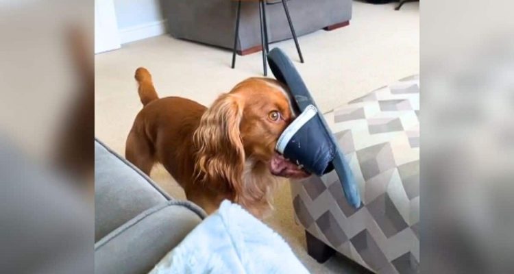 Hund zerkaut Mamas Sandalen - seine Reaktion, als er ertappt wird, ist zum Totlachen