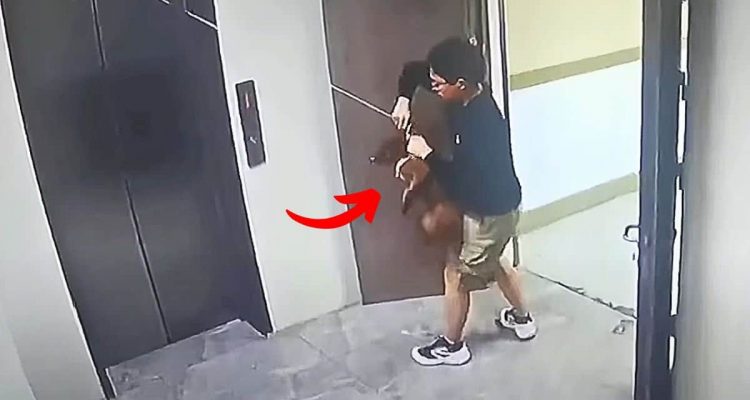 Hund in Fahrstuhl-Tür gefangen droht zu ersticken – Die Reaktion dieses Mannes rettet ihm das Leben