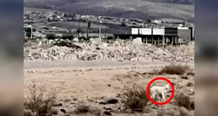 Hund wird in der Wüste zum Sterben ausgesetzt - und schließt sich einer ungewöhnlichen Familie an