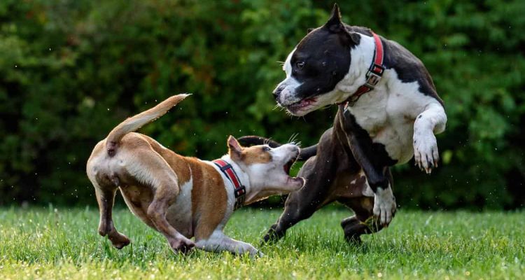 hund ist aggressiv gegenüber anderen hunden