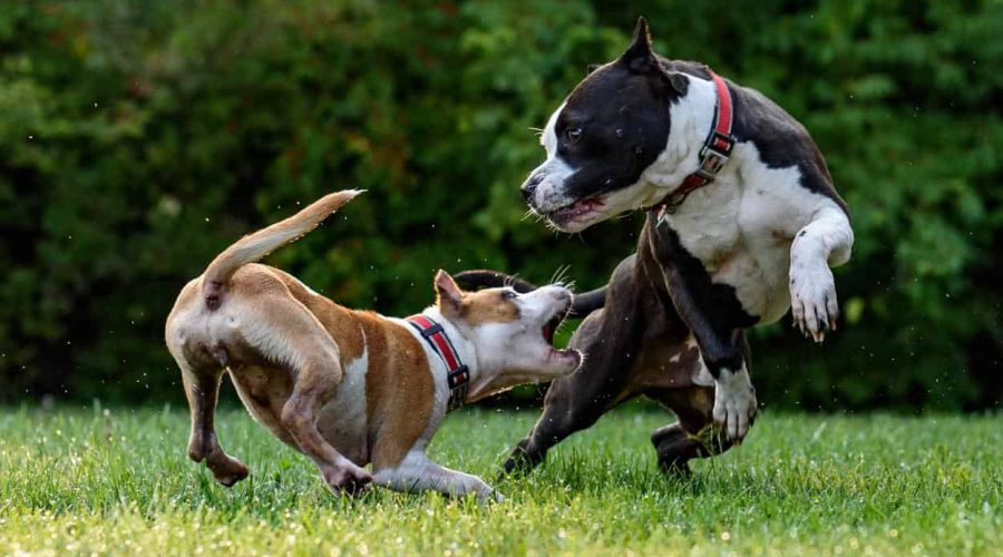 hund ist aggressiv gegenüber anderen hunden