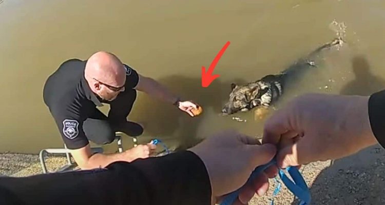 Hund ist in Wasserkanal gefallen - was die Polizei benutzt, um ihn herauszubekommen, ist unglaublich