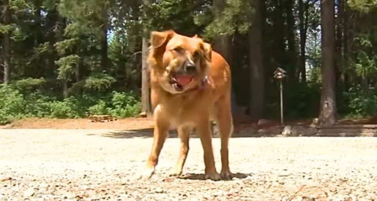 Hund ist nach Autounfall spurlos verschwunden - wo er 4 Tage später gefunden wird, ist verblüffend