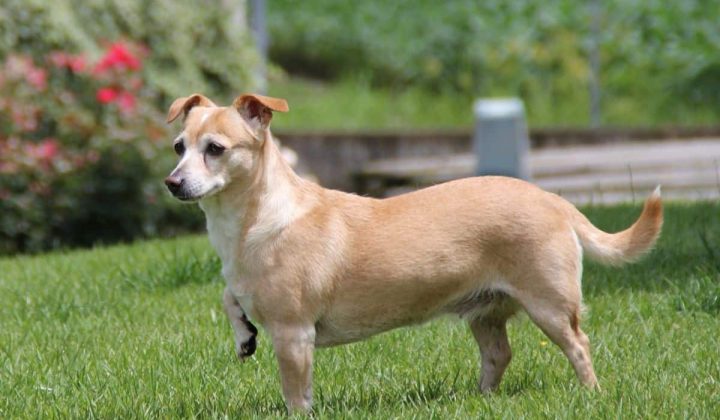 Hund knickt vorne weg: 3 Ursachen & Behandlung (Ratgeber)