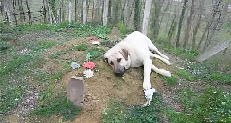 Hund legt sich jeden Tag auf ein Grab- Die traurige Geschichte dahinter rührt zu Tränen