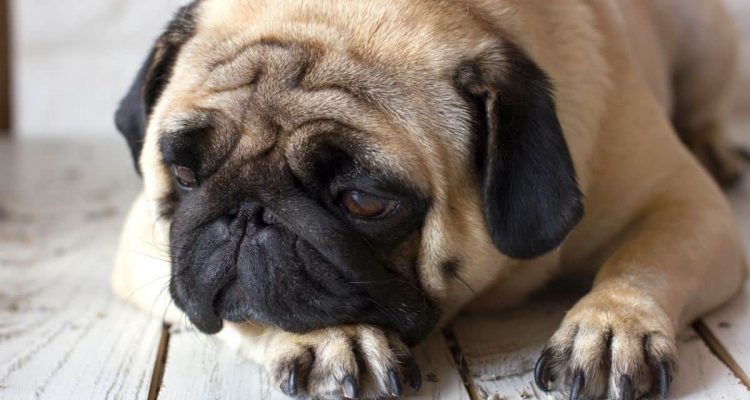 hund lipase erhöht ohne symptome