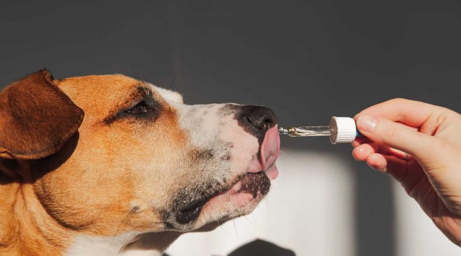Rescue Tropfen für Hunde: Dosierung, & Erfahrungen