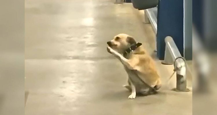 Hund muss vor Supermarkt warten - seine Reaktion bricht Millionen Herzen
