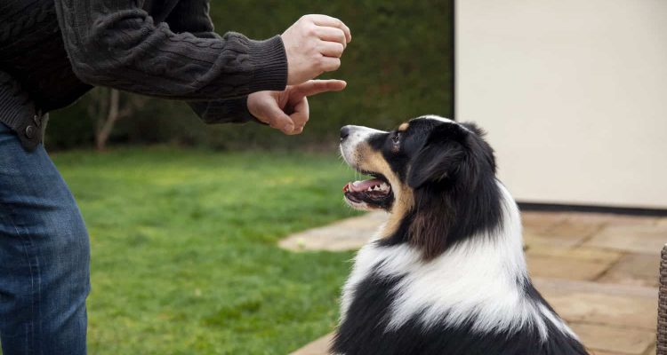 hund-ruhe-beibringen