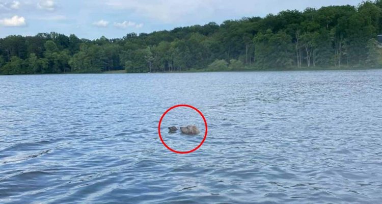 Hund schwimmt eifrig in einem See – es ist der Beginn einer echten Heldenaktion