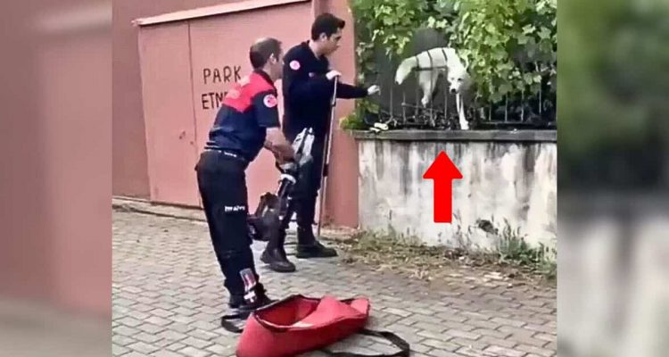 Feuerwehr soll Hund aus Zaun befreien - was wirklich los ist, lässt Lachtränen rollen