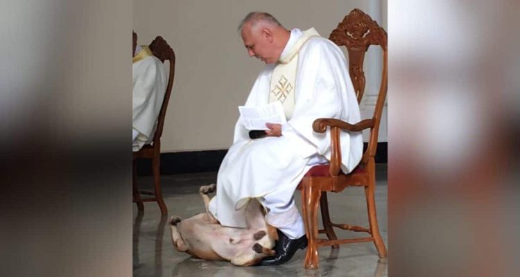 Hund stört Gottesdienst, weil er spielen will - Die Reaktion des Priesters ist unglaublich lustig