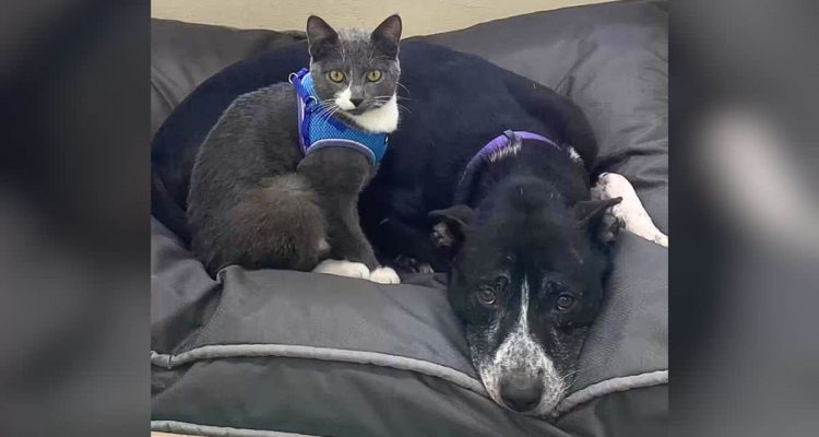 Hund und Katze gemeinsam in einem Feld gefunden – sie weigern sich, im Tierheim getrennt zu werden