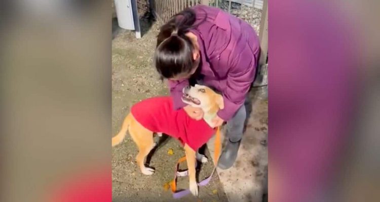 Hund wartet 10 Jahre im Tierheim – seine Reaktion, als er eine Familie findet, rührt zu Tränen