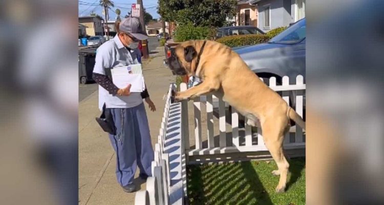 Hund wartet jeden Tag auf die Post- Warum er das macht, berührt alle Herzen zutiefst