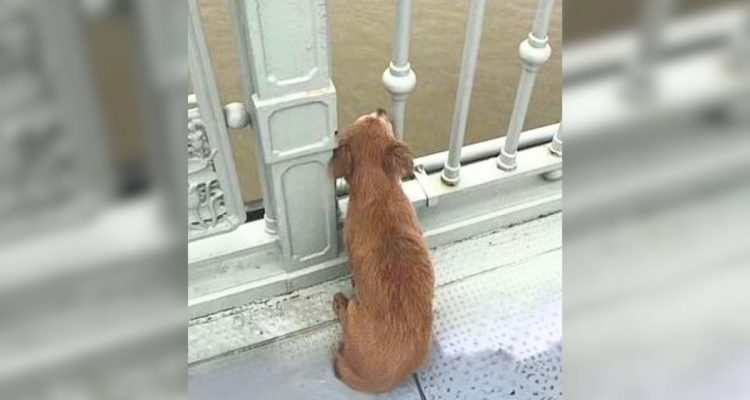 Hund wartet tagelang auf Brücke - warum Herrchen nicht wiederkommt, bricht das Herz