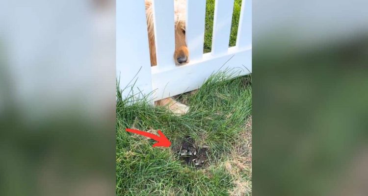 Nachbarshunde versammeln sich ständig am Zaun - der Grund erwärmt alle Herzen