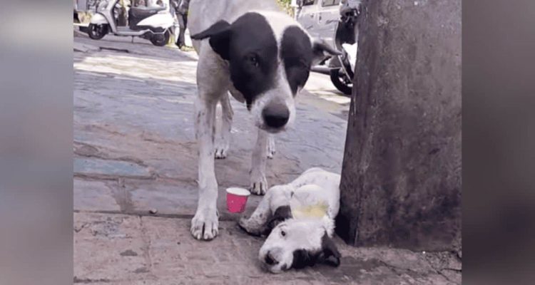 Hundemama fleht um Hilfe für ihr verletztes Baby – die dramatische Rettung geht ans Herz