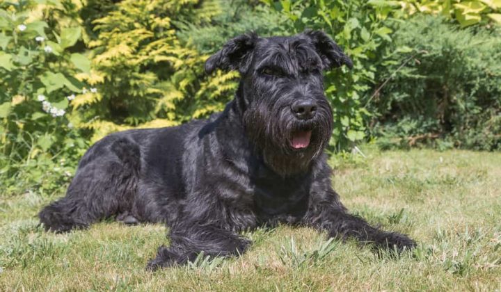 Portrait of the Giant Black Schnauzer dog lying on the lawn and looking at the camera.