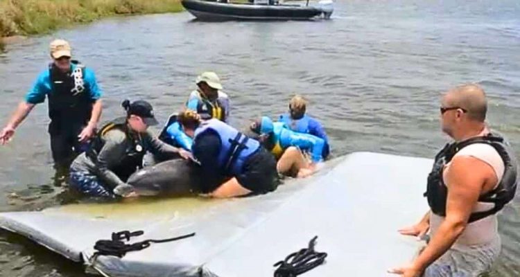 Hurricane drückt Delfinbaby und Mama in Teich - nach 2 Jahren Gefangenschaft kommt endlich Rettung-1