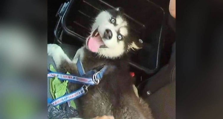 Husky bei extremer Hitze im Auto eingeschlossen – Besitzer klebt Schnauze zu und geht ins Casino
