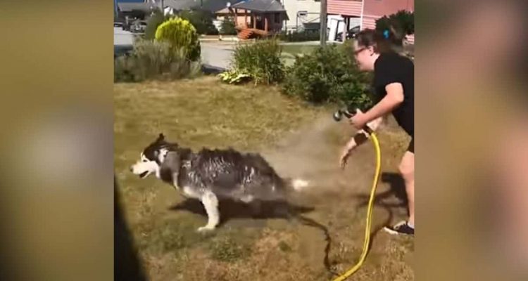 Husky will nicht duschen - Sein Wutanfall bringt Menschen auf der ganzen Welt zum Lachen