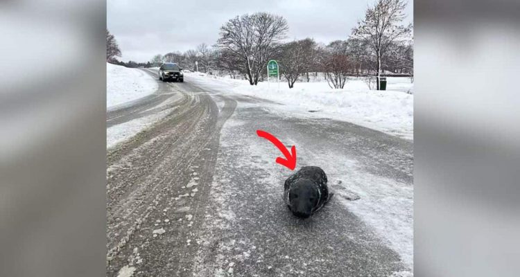 “Ich kann es nicht erklären”: Polizei ist ratlos, als sie dieses Tier auf gefrorener Straße findet