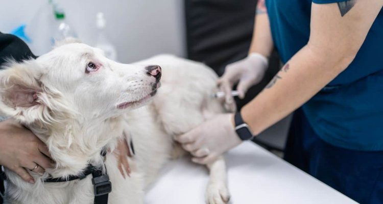 impfreaktion hund zittern