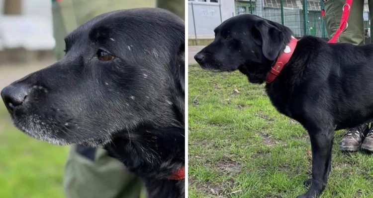 In Hamburg ausgesetzt- Menschenbezogener Labrador Angus braucht eine neue Familie