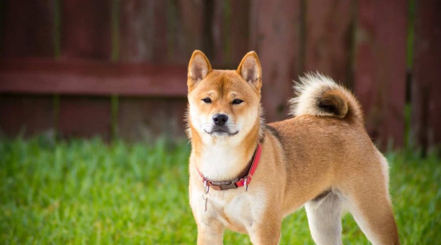 mærke omfavne Rejsende købmand 5 Fakten über den Akita Inu, die jeder Hunde-Freund wissen sollte