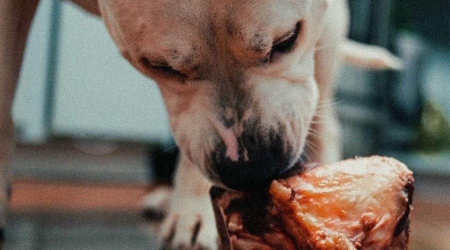 Dürfen Hunde Leber essen