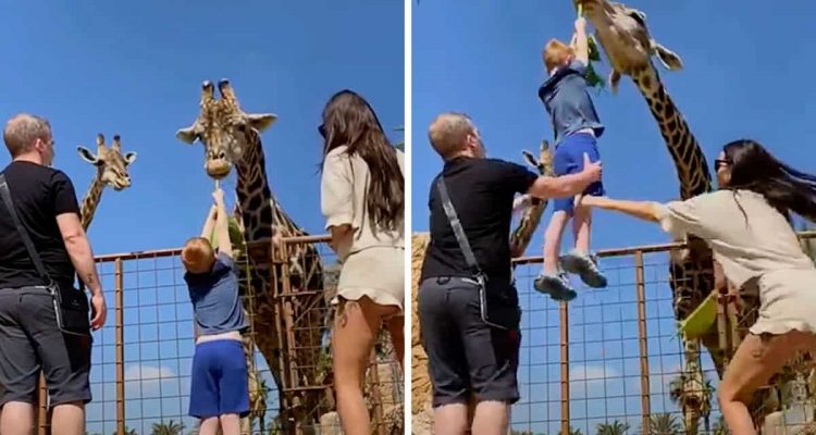 Junge im Zoo füttert Giraffe – was nun passiert, lässt die Kinnlade runterklappen