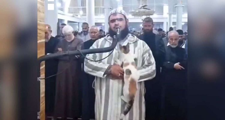 Kätzchen stört Gebet in Moschee – so reagiert der Imam
