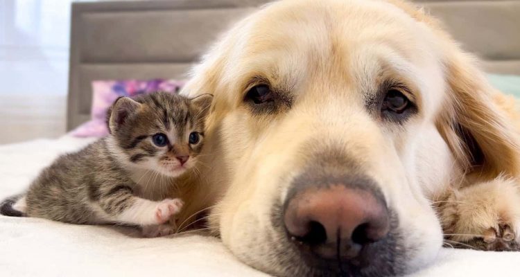 Kätzchen will ganz viel Liebe von Golden Retriever: Die Reaktion des Hundes ist zuckersüß