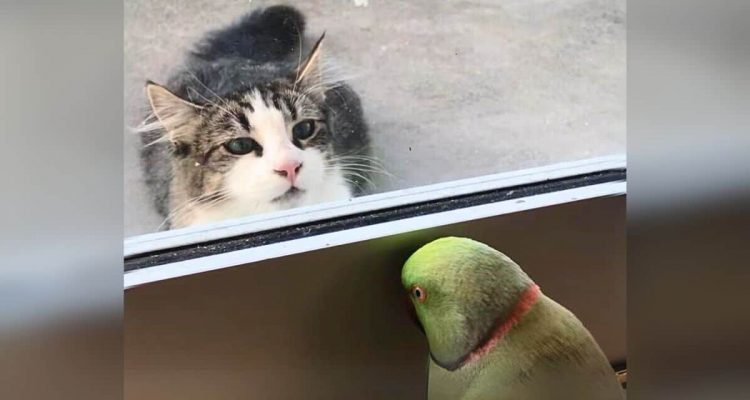 Katze beobachtet Papagei im Fenster – was der Vogel da macht, sorgt für heftige Lachtränen