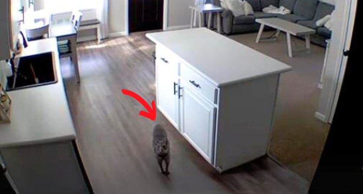 Katze merkt, dass sie beobachtet wird - Mit ihrer Reaktion hätte niemand gerechnet!
