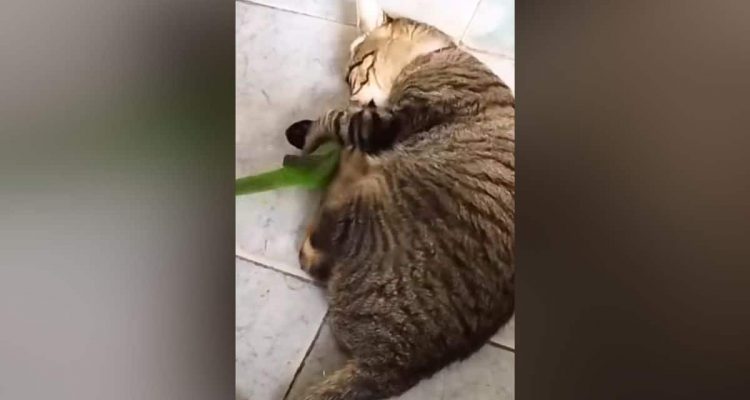 Katze spielt mit kleinem Papagei- Dieses Video lässt einem fast das Herz stillstehen
