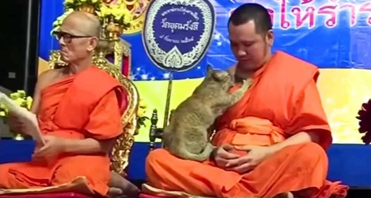 Katze stört Gebet in thailändischem Tempel - wie dieser Mönch reagiert, ist unfassbar