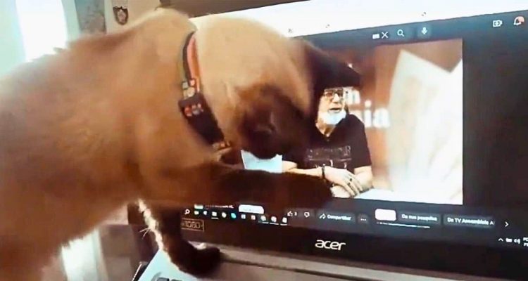 Katze sieht Video von verstorbenem Herrchen - ihre Reaktion ist herzzerreißend