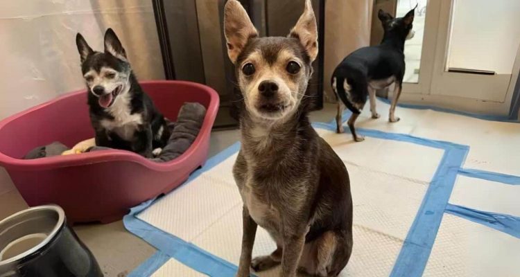 Kein Platz im Tierheim- Frau rettet kleine Chihuahua-Familie vor der Einschläferung